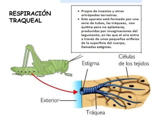 RESPIRACIÓN
TRAQUEAL
 