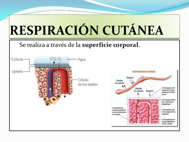 Respiración