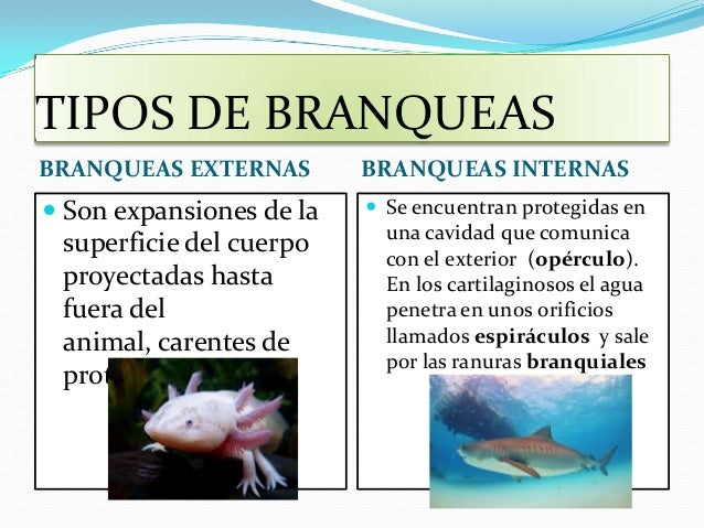 Respiración