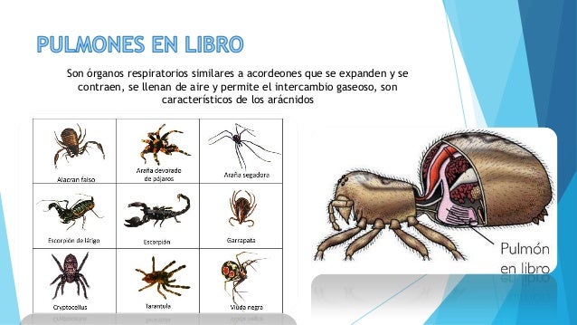 Respiración