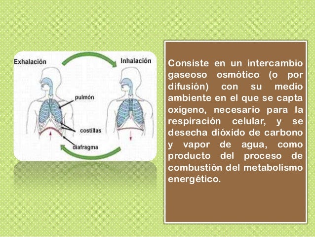 Respiración tipos y caracteristicas