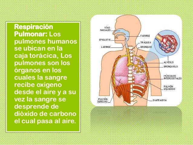 Respiración tipos y caracteristicas