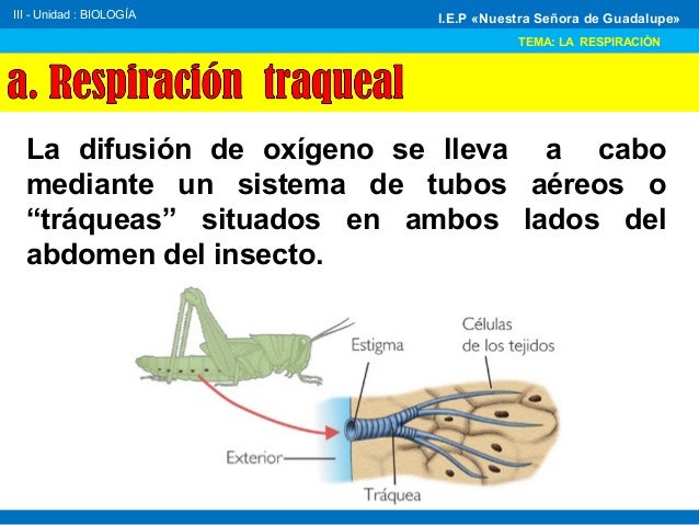 Respiración