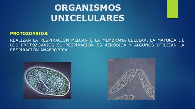 Respiración