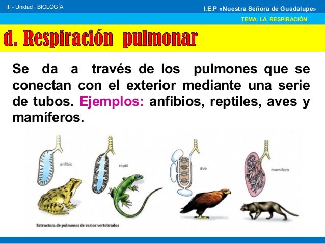Respiración