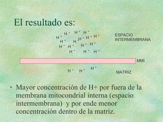El resultado es: Mayor concentración de H+ por fuera de la membrana mitocondrial interna (espacio intermembrana)  y por ende menor concentración dentro de la matriz. ESPACIO  INTERMEMBRANA MATRIZ MMI H + H + H + H + H + H + H + H + H + H + H + H + H + H + H + H + H + H + H + 