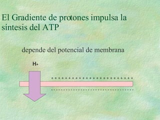 El Gradiente de protones impulsa la síntesis del ATP A- Gradiente Electroquímico:  depende del potencial de membrana + + + + + + + + + + + + + + + + + + + + + + + + - - - - - - - - - - - - - - - - - - - - - - - - - - - - - - - - - - H + 