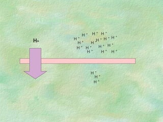 B- Gradiente de concentración H + H + H + H + H + H + H + H + H + H + H + H + H + H + H + H + H + H + H + H + 