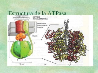 Estructura de la ATPasa 