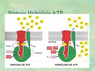 Síntesis Hidrólisis ATP 