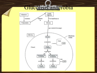 Glucólisis anaerobia 