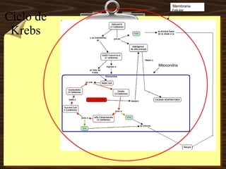 Ciclo de Krebs Membrana celular Mitocondria 