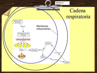 Cadena  respiratoria Membrana celular Membrana mitocondrial 36 ATP 