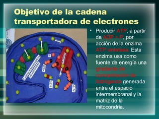 Objetivo de la cadena transportadora de electrones Producir  ATP , a partir de  ADP   + P ,   por acción de la enzima  ATP sintetasa.  Esta enzima usa como fuente de energía una  gradiente de concentración de hidrógenos  generada entre el espacio intermembranal y la matriz de la mitocondria. 