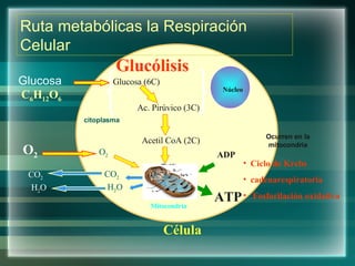 Célula Núcleo Mitocondria Glucosa Glucólisis Ciclo de Krebs  cadenarespiratoria Fosforilación oxidativa C 6 H 12 O 6 Ruta metabólicas la Respiración Celular citoplasma Ocurren en la mitocondria Glucosa (6C) Ac. Pirúvico (3C) Acetil CoA (2C) ADP ATP O 2 O 2 CO 2 H 2 O CO 2 H 2 O 