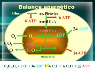 Mitocóndria Acetil  CoA Balance energético  O 2 O 2 CO 2 H 2 O CO 2 H 2 O ADP 24  ADP Acetil CoA Ac. Pirúvico 6 ATP Glucosa 6 ATP C 6 H 12 O 6  + 6 O 2  + 36   ADP   6 CO 2  +  6 H 2 O  +  36   ATP ATP ATP 24 