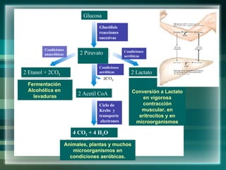 Glucosa 2 Piruvato  2 Acetil CoA 2 Etanol + 2CO 2 2 Lactato Glucólisis  reacciones sucesivas Condiciones anaeróbicas Condiciones aeróbicas Fermentación  Alcohólica en  levaduras Conversión a Lactato en vigorosa contracción muscular, en eritrocitos y en microorganismos Animales, plantas y muchos microorganismos en condiciones aeróbicas. Condiciones aeróbicas Ciclo de Krebs  y transporte  electrones 4 CO 2  + 4 H 2 O 