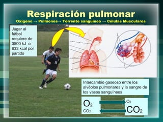 Respiración pulmonar Oxígeno -> Pulmones-> Torrente sanguíneo -> Células Musculares Jugar al fútbol requiere de 3500 kJ  o  833 kcal por partido Intercambio gaseoso entre los alvéolos pulmonares y la sangre de los vasos sanguíneos O 2 CO 2 O 2 CO 2 