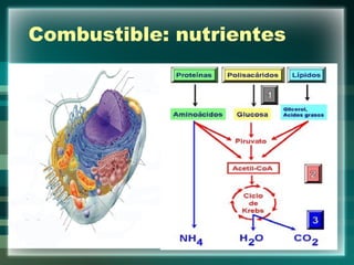 Combustible: nutrientes 