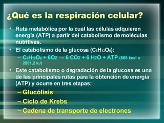 ¿Qué es la respiración celular? Ruta metabólica por la cual las células adquieren energía (ATP) a partir del catabolismo de moléculas nutritivas. El catabolismo de la glucosa (C 6 H 12 O 6 ): C 6 H 12 O 6  + 6O 2  -> 6 CO 2  + 6 H 2 O + ATP  (868 kcal o 2881,2 kJ) Este catabolismo o degradación de la glucosa es una de las principales rutas para la obtención de energía (ATP) y ocurre en tres etapas: Glucólisis Ciclo de Krebs Cadena de transporte de electrones 