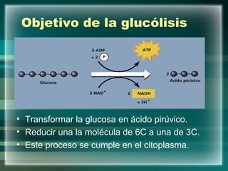 Objetivo de la glucólisis Transformar la glucosa en ácido pirúvico. Reducir una la molécula de 6C a una de 3C.  Este proceso se cumple en el citoplasma. 