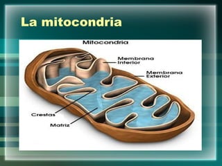 La mitocondria 