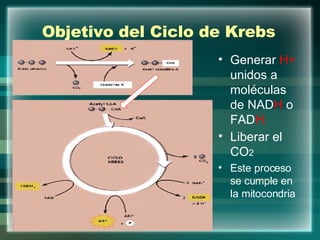 Objetivo del Ciclo de Krebs Generar  H+  unidos a moléculas de NAD H  o FAD H. Liberar el CO 2 Este proceso se cumple en la mitocondria 