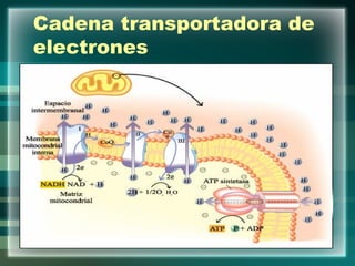 Cadena transportadora de electrones 