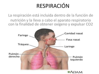 RESPIRACIÓN
La respiración está incluida dentro de la función de
nutrición y la lleva a cabo el aparato respiratorio
con la finalidad de obtener oxígeno y expulsar CO2

 