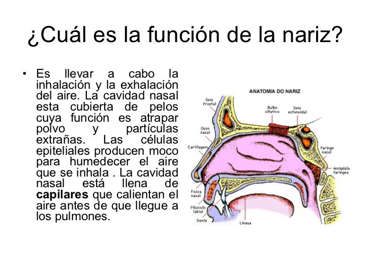 RespiracióN Y Cuidado De La Salud