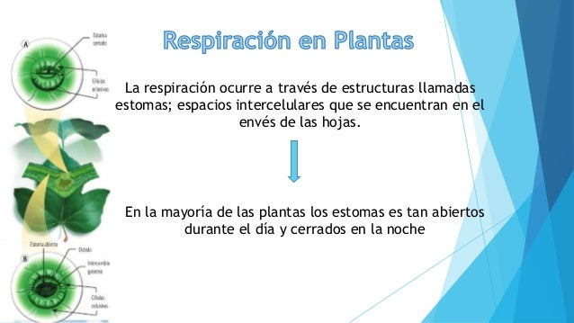 Resultado de imagen de RESPIRACION de las plantas