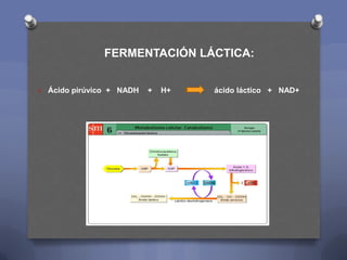 FERMENTACIÓN LÁCTICA:


O   Ácido pirúvico + NADH   +   H+   ácido láctico + NAD+
 
