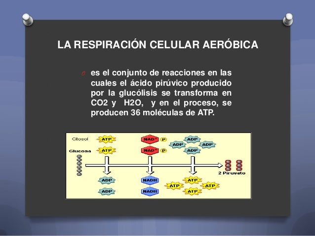 Respiracion Aerobica Y Anaerobica
