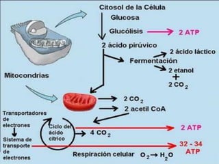 Proceso

       En el proceso anaeróbico no se usa oxígeno,
       sino que para la misma función se emplea otra
   sustancia oxidante distinta, como el sulfato o el nitrato.




   En las bacterias con respiración anaerobia interviene
 también una cadena transportadora de electrones en la que
       se re-oxidan los coenzimas reducidos durante
          la oxidación de los substratos nutrientes.
 