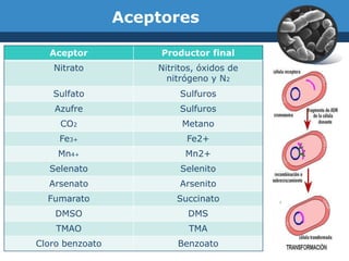 Aceptores

  Aceptor             Productor final
   Nitrato           Nitritos, óxidos de
                       nitrógeno y N2
   Sulfato                Sulfuros
    Azufre                Sulfuros
     CO2                  Metano
     Fe3+                  Fe2+
    Mn4+                   Mn2+
  Selenato                Selenito
  Arsenato                Arsenito
  Fumarato               Succinato
    DMSO                    DMS
    TMAO                    TMA
Cloro benzoato           Benzoato
 