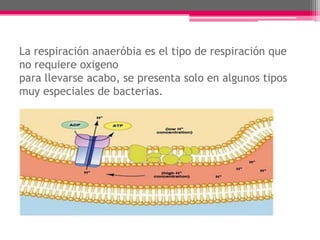 La respiración anaeróbia es el tipo de respiración que
no requiere oxigeno
para llevarse acabo, se presenta solo en algunos tipos
muy especiales de bacterias.

 