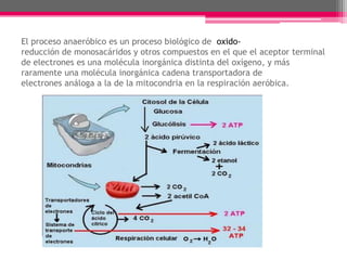 El proceso anaeróbico es un proceso biológico de oxidoreducción de monosacáridos y otros compuestos en el que el aceptor terminal
de electrones es una molécula inorgánica distinta del oxígeno, y más
raramente una molécula inorgánica cadena transportadora de
electrones análoga a la de la mitocondria en la respiración aeróbica.

 