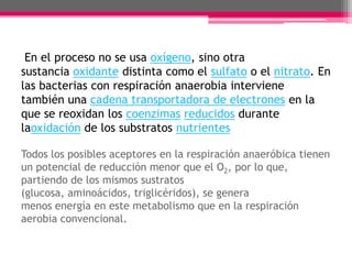 En el proceso no se usa oxígeno, sino otra
sustancia oxidante distinta como el sulfato o el nitrato. En
las bacterias con respiración anaerobia interviene
también una cadena transportadora de electrones en la
que se reoxidan los coenzimas reducidos durante
laoxidación de los substratos nutrientes
Todos los posibles aceptores en la respiración anaeróbica tienen
un potencial de reducción menor que el O2, por lo que,
partiendo de los mismos sustratos
(glucosa, aminoácidos, triglicéridos), se genera
menos energía en este metabolismo que en la respiración
aerobia convencional.

 