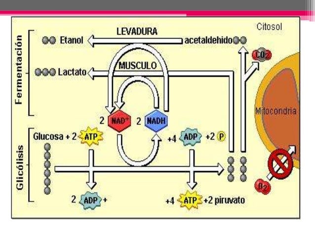 Respiración anaerobia
