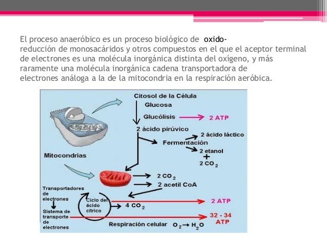 Respiración anaerobia