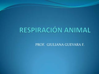 RESPIRACIÓN ANIMAL PROF.  GIULIANA GUEVARA F. 
