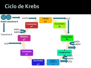 Citrato
6 C
Cis aconitato
6C
D isocitrato
6C
A
cetoglutarato
5C
Succinil –
coenzima A
4C
Succinato
4 C
Fumarato
4C
Malato
4C
Oxalacetato
4C
Acetil coenzima A
H2O
NAD+
NADH
CO2
NAD+
NADH
H2O
NAD+
NADH
CoenzimaA
acetilo
 