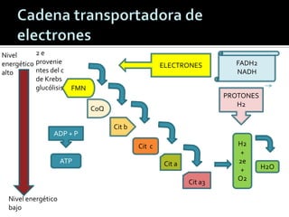 Nivel
energético
alto
Nivel energético
bajo
FMN
CoQ
Cit b
Cit c
Cit a
Cit a3
2 e
provenie
ntes del c
de Krebs
glucólisis
FADH2
NADH
ELECTRONES
PROTONES
H2
H2
+
2e
+
O2
H2O
ADP + P
ATP
 