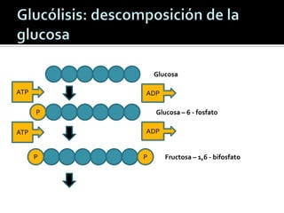ATP
P
Glucosa
ADP
Glucosa – 6 - fosfato
ATP ADP
P P Fructosa – 1,6 - bifosfato
 