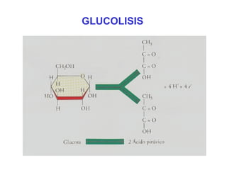 GLUCOLISIS

 