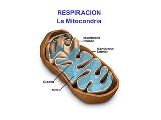 RESPIRACION
La Mitocondria

 
