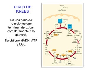 CICLO DE
KREBS
Es una serie de
reacciones que
terminan de oxidar
completamente a la
glucosa.
Se obtiene NADH, ATP
y CO2.

 