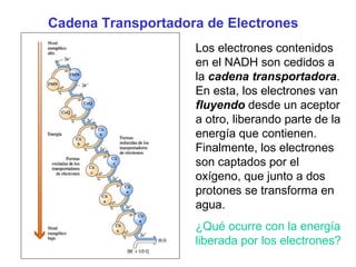 Cadena Transportadora de Electrones
Los electrones contenidos
en el NADH son cedidos a
la cadena transportadora.
En esta, los electrones van
fluyendo desde un aceptor
a otro, liberando parte de la
energía que contienen.
Finalmente, los electrones
son captados por el
oxígeno, que junto a dos
protones se transforma en
agua.
¿Qué ocurre con la energía
liberada por los electrones?

 