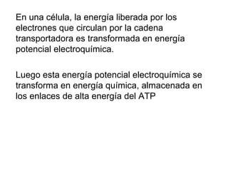 En una célula, la energía liberada por los
electrones que circulan por la cadena
transportadora es transformada en energía
potencial electroquímica.
Luego esta energía potencial electroquímica se
transforma en energía química, almacenada en
los enlaces de alta energía del ATP

 
