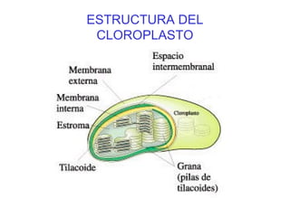 ESTRUCTURA DEL
CLOROPLASTO

 